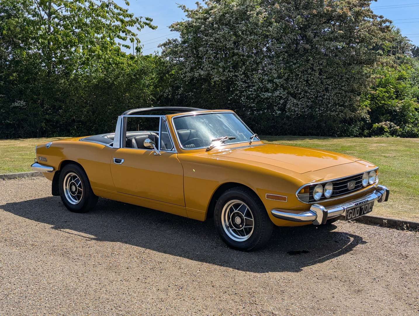 Stag